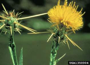 Yellow Star Thistle