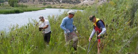 Controlling invasive weeds