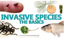invasive species research paper
