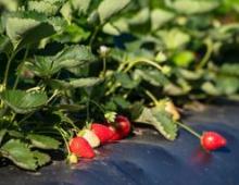 Integrated pest management