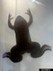 African clawed frog