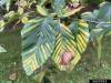 Beech leaf disease