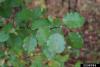 Callery pear (Bradford pear)