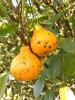 Citrus black spot