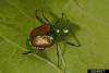 Japanese beetle