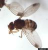 Spotted wing drosophila