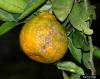 Sweet orange scab