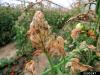 Tomato Leafminer