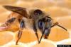 European honey bee with a Varroa mite on it's back